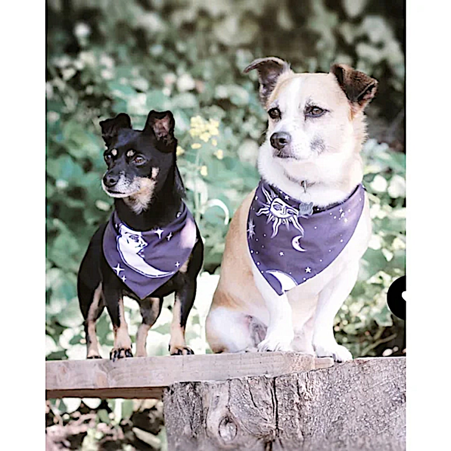 Pet Bandana | Reversible Celestial Print Black White Snap Closure - Rogue + Wolf - Pet Bandanas