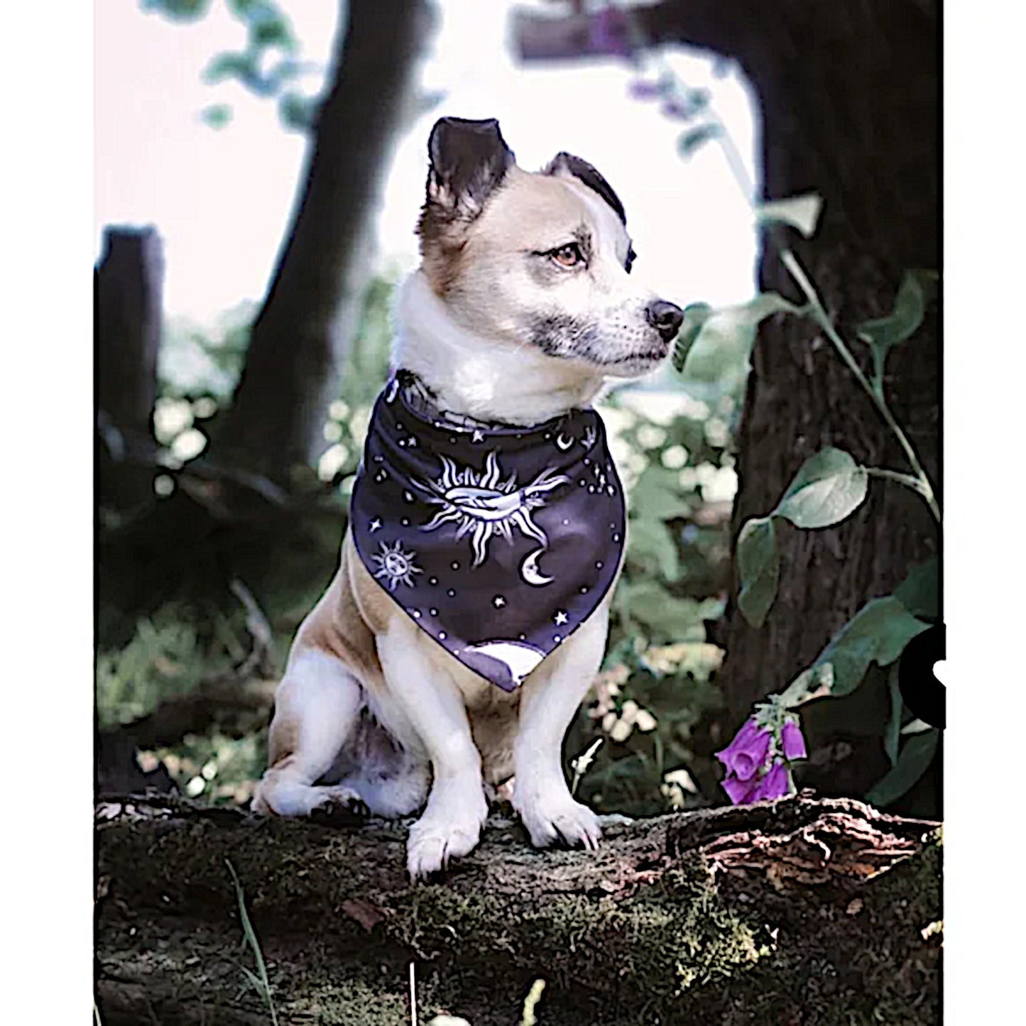 Pet Bandana | Reversible Celestial Print Black White Snap Closure - Rogue + Wolf - Pet Bandanas