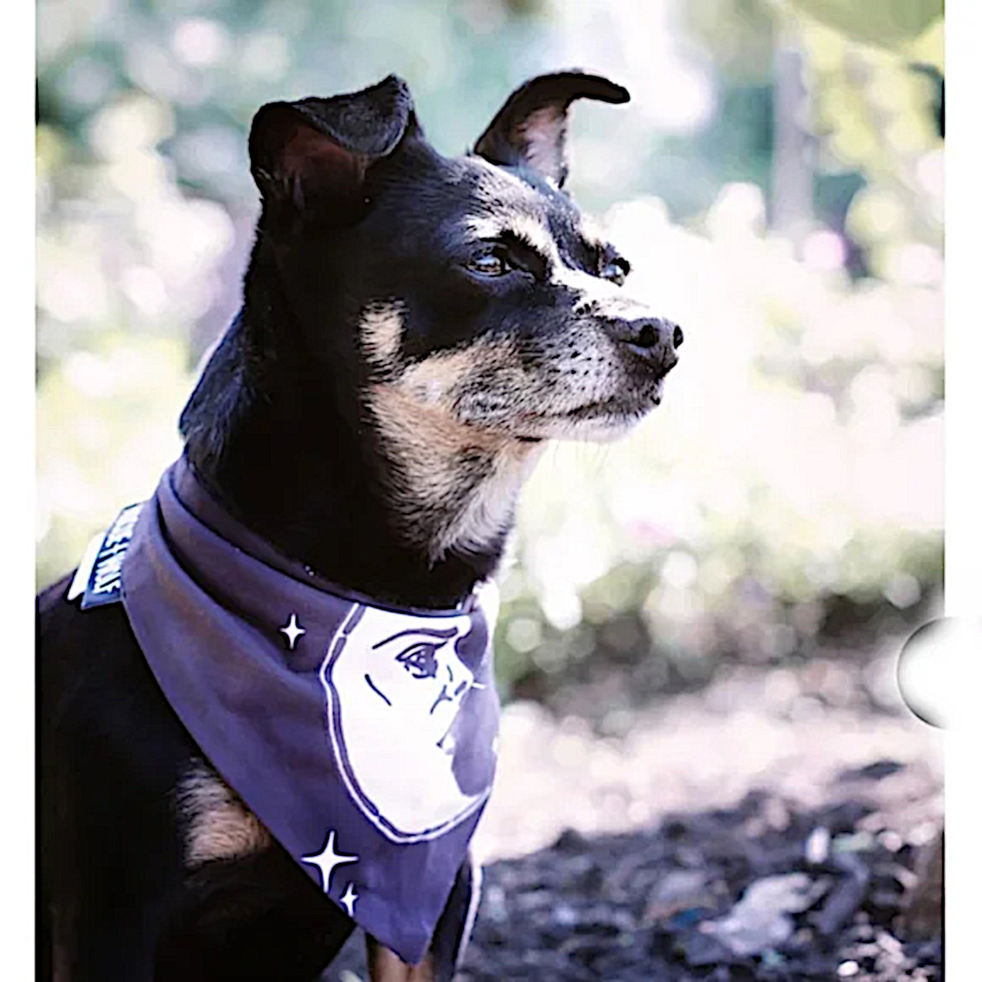 Pet Bandana | Reversible Celestial Print Black White Snap Closure - Rogue + Wolf - Pet Bandanas