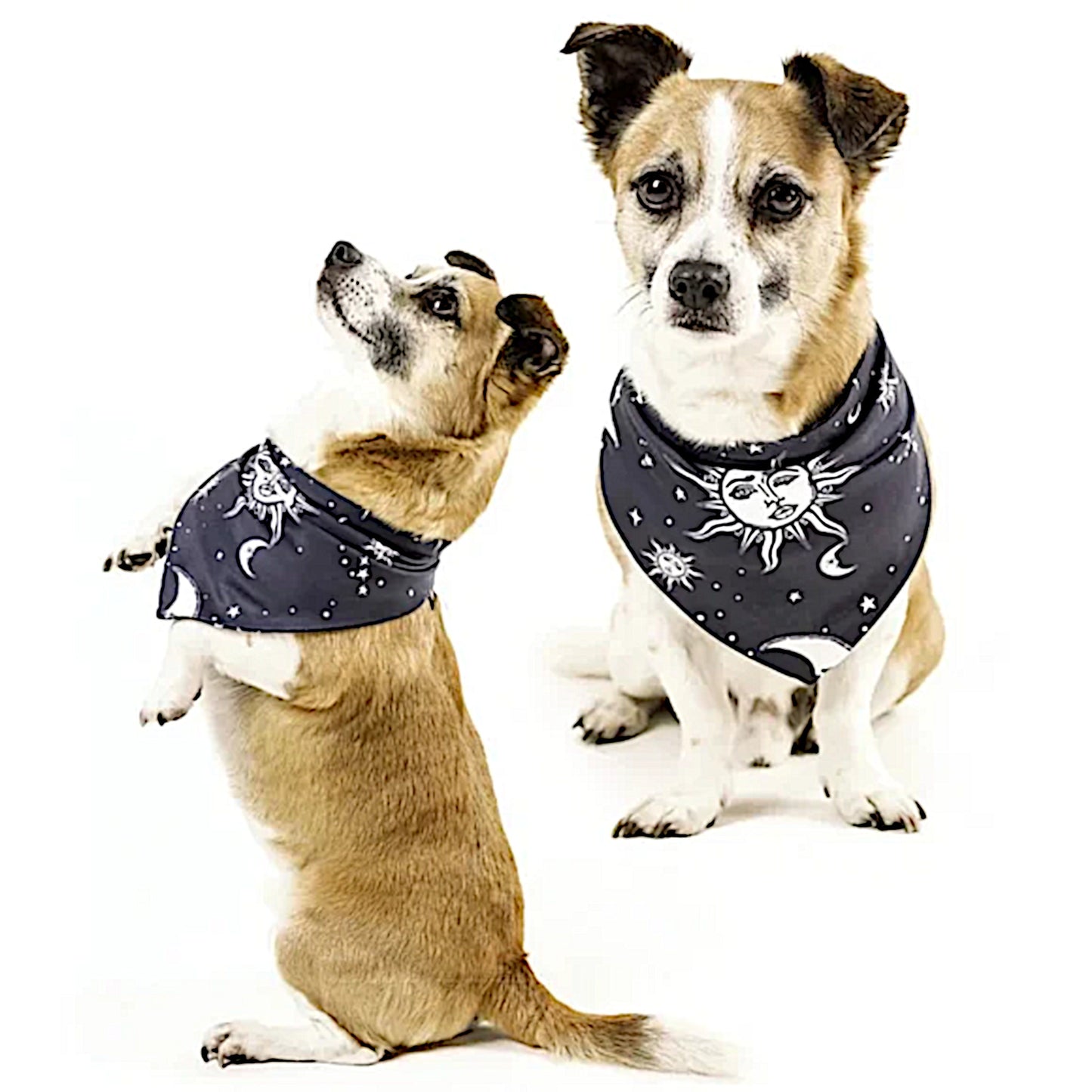 Pet Bandana | Reversible Celestial Print Black White Snap Closure - Rogue + Wolf - Pet Bandanas