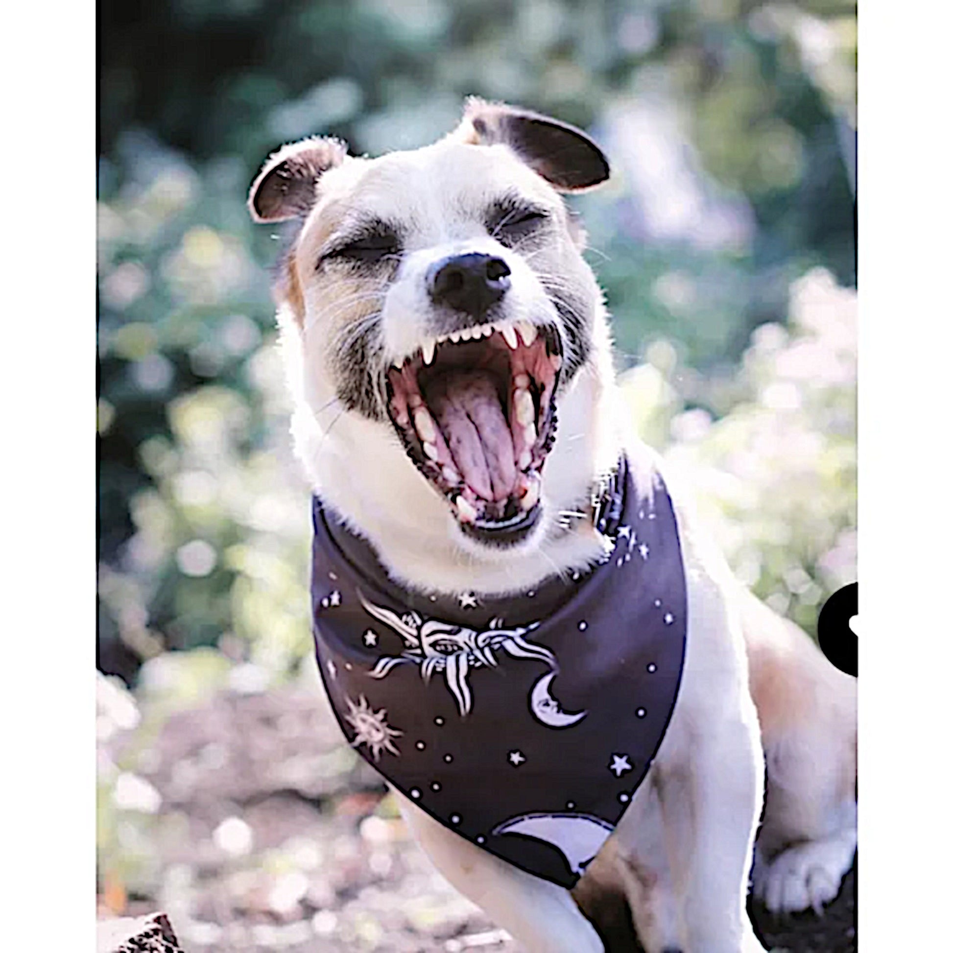 Pet Bandana | Reversible Celestial Print Black White Snap Closure - Rogue + Wolf - Pet Bandanas