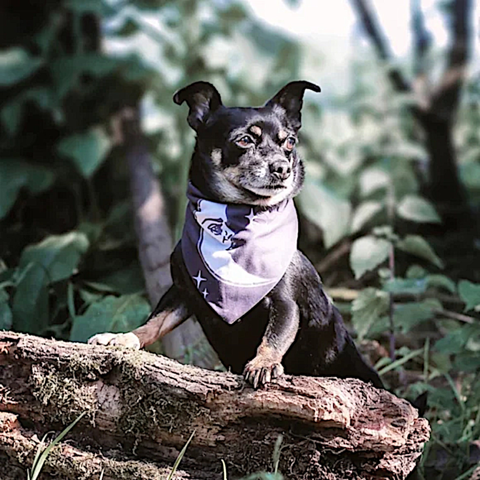 Pet Bandana | Reversible Celestial Print Black White Snap Closure - Rogue + Wolf - Pet Bandanas