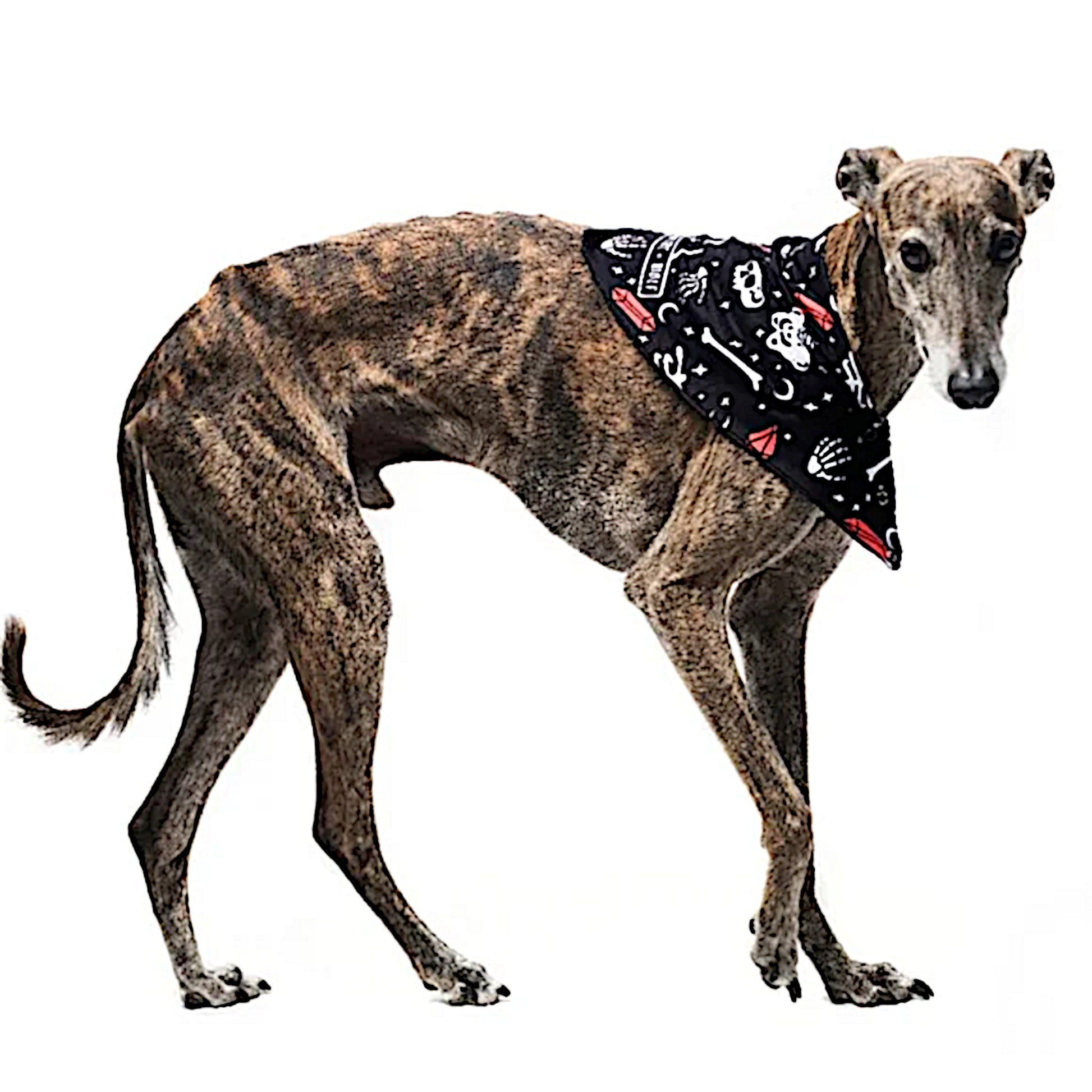 Pet Bandana | You Can't Dig With Us | Reversible Snap Closure Red - Rogue + Wolf - Pet Bandanas