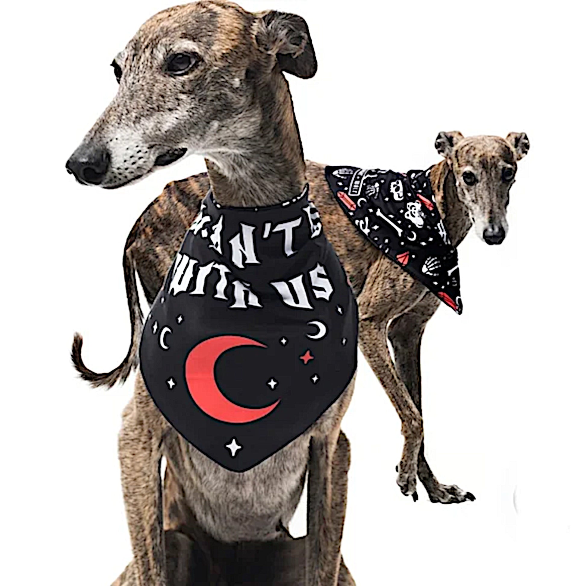 Pet Bandana | You Can't Dig With Us | Reversible Snap Closure Red - Rogue + Wolf - Pet Bandanas