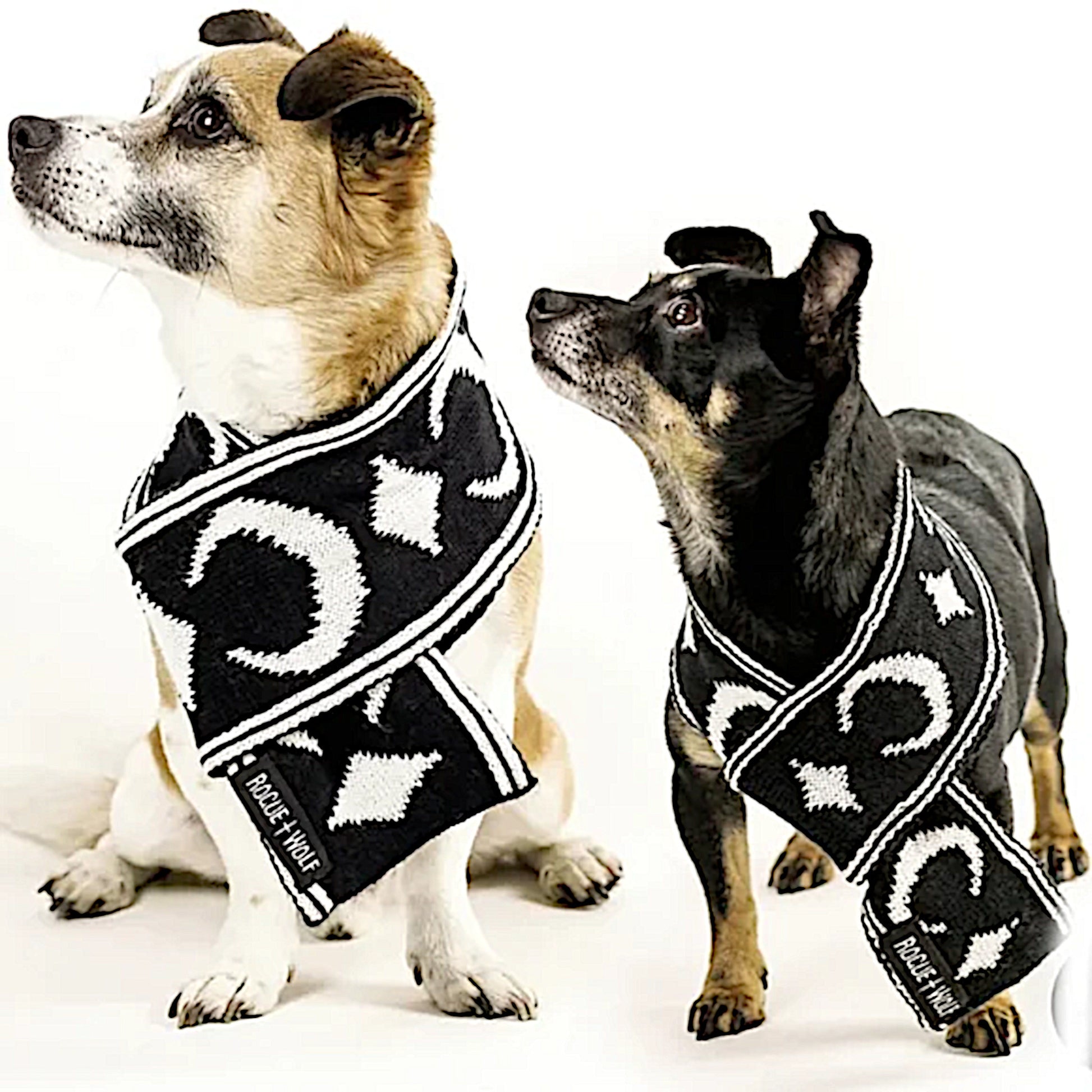 Pet Scarf | Moon Pupper Scarf Black & White Celestial Print Yarn - Rogue + Wolf - Pet Scarfs