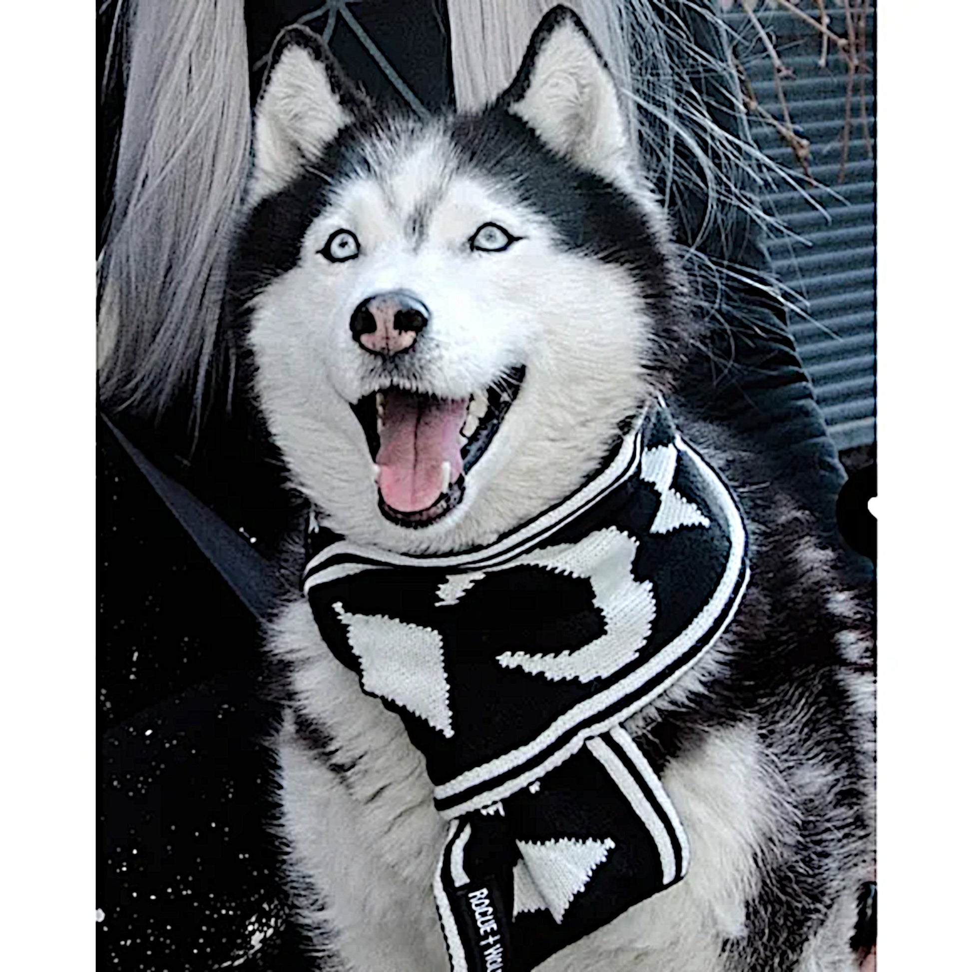 Pet Scarf | Moon Pupper Scarf Black & White Celestial Print Yarn - Rogue + Wolf - Pet Scarfs