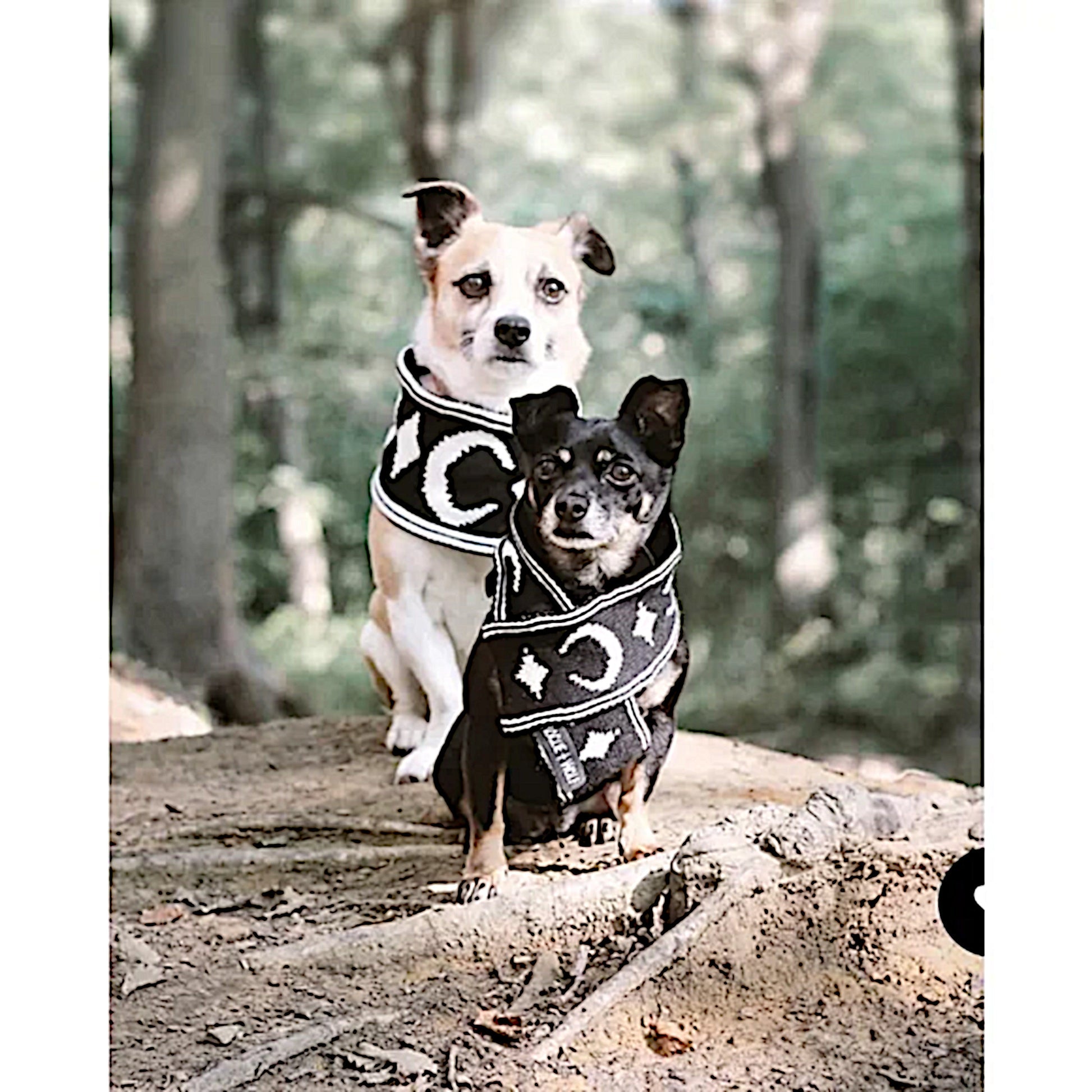 Pet Scarf | Moon Pupper Scarf Black & White Celestial Print Yarn - Rogue + Wolf - Pet Scarfs