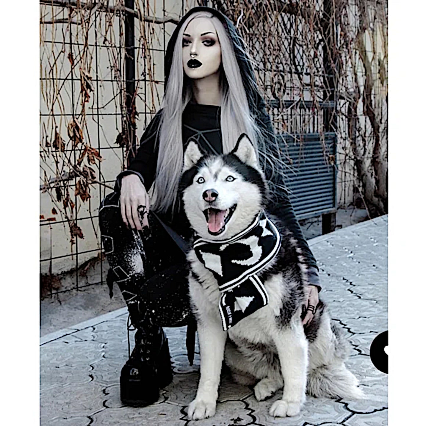 Pet Scarf | Moon Pupper Scarf Black & White Celestial Print Yarn - Rogue + Wolf - Pet Scarfs