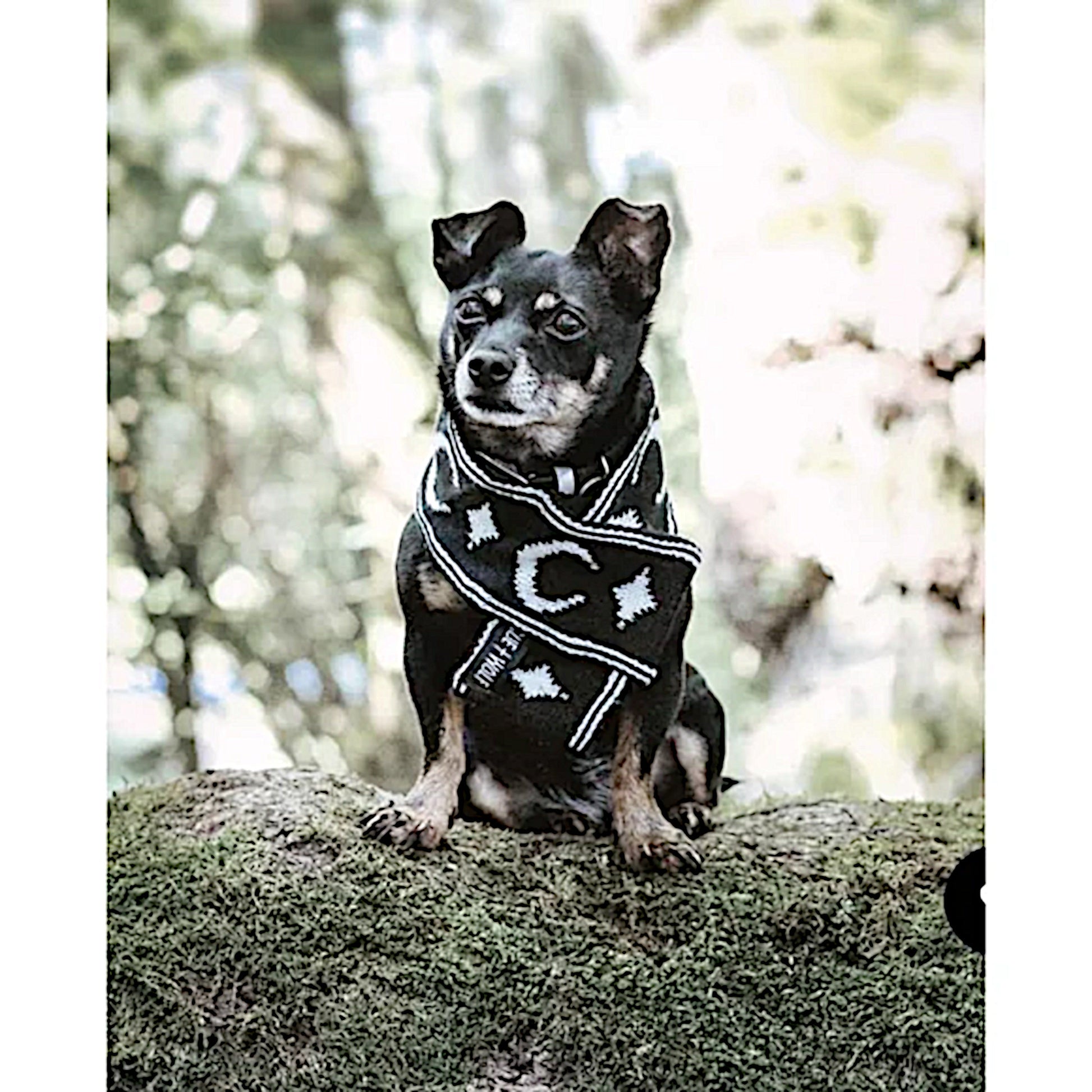 Pet Scarf | Moon Pupper Scarf Black & White Celestial Print Yarn - Rogue + Wolf - Pet Scarfs