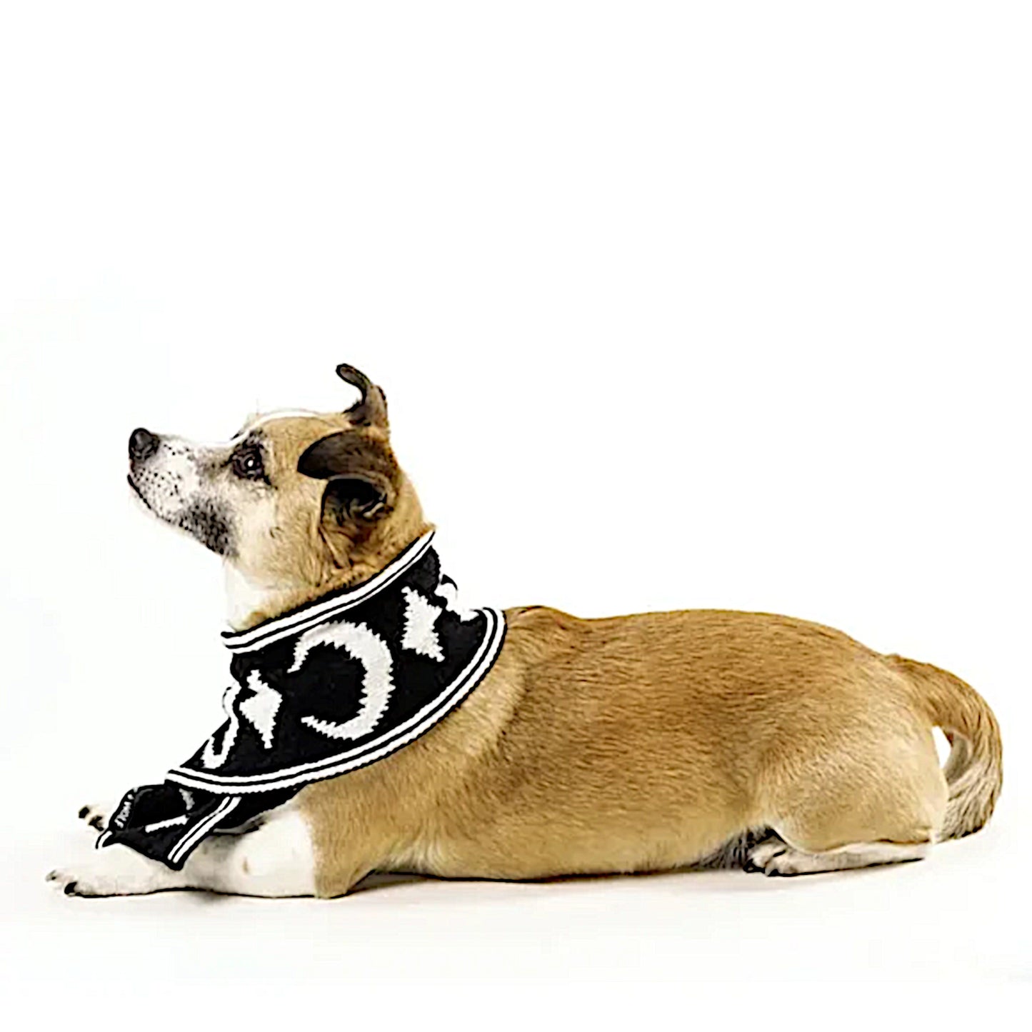 Pet Scarf | Moon Pupper Scarf Black & White Celestial Print Yarn - Rogue + Wolf - Pet Scarfs