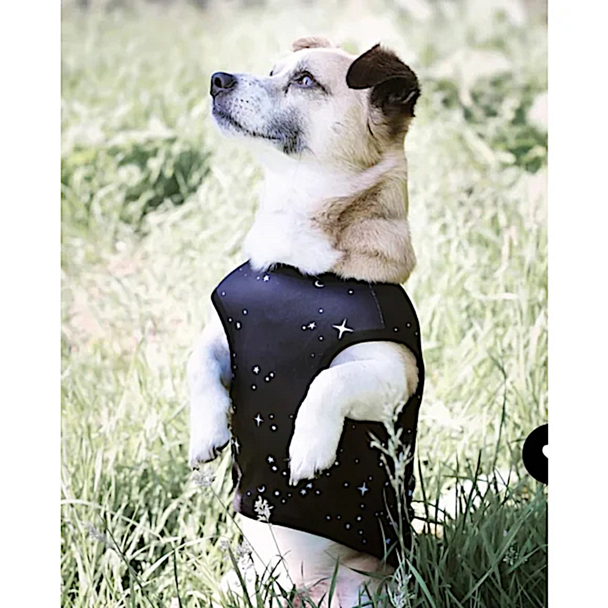 Celestial Pet Vest | Vegan Sun & Moon Print | Pullover Design Black & White - Rogue + Wolf - Pet Vests