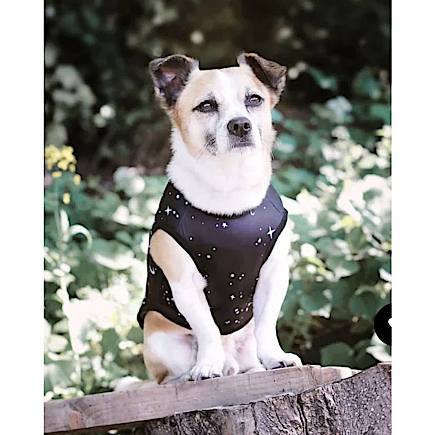 Celestial Pet Vest | Vegan Sun & Moon Print | Pullover Design Black & White - Rogue + Wolf - Pet Vests