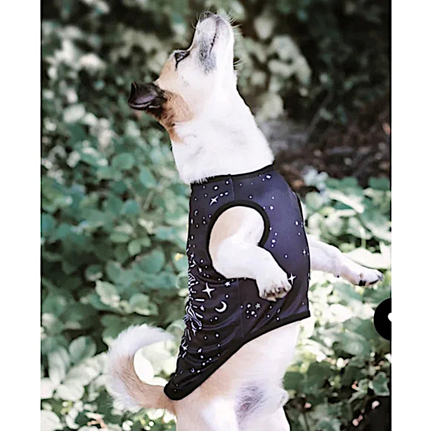 Celestial Pet Vest | Vegan Sun & Moon Print | Pullover Design Black & White - Rogue + Wolf - Pet Vests