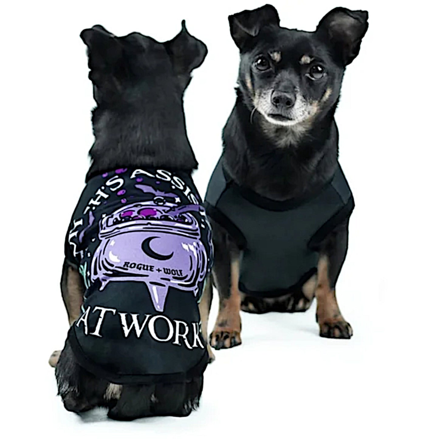 Pet Vest | Witch's Assistant At Work Black Purple Dog Or Cat Vest - Rogue + Wolf - Pet Vests